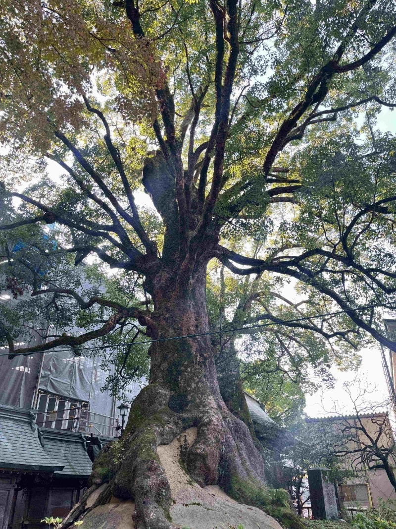 太宰府天滿宮 5