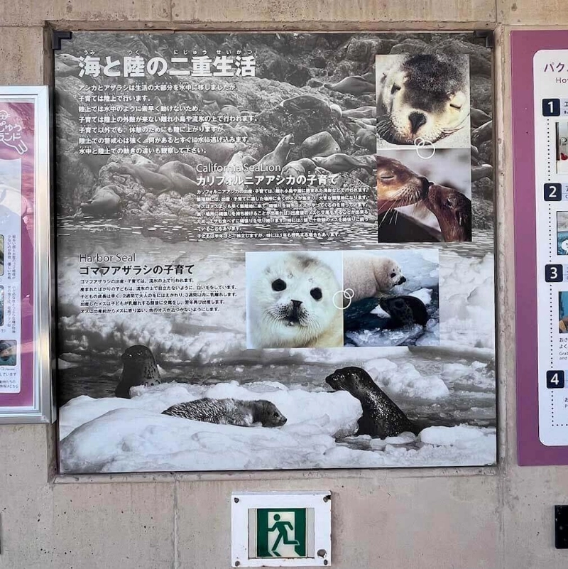 海豹介紹
