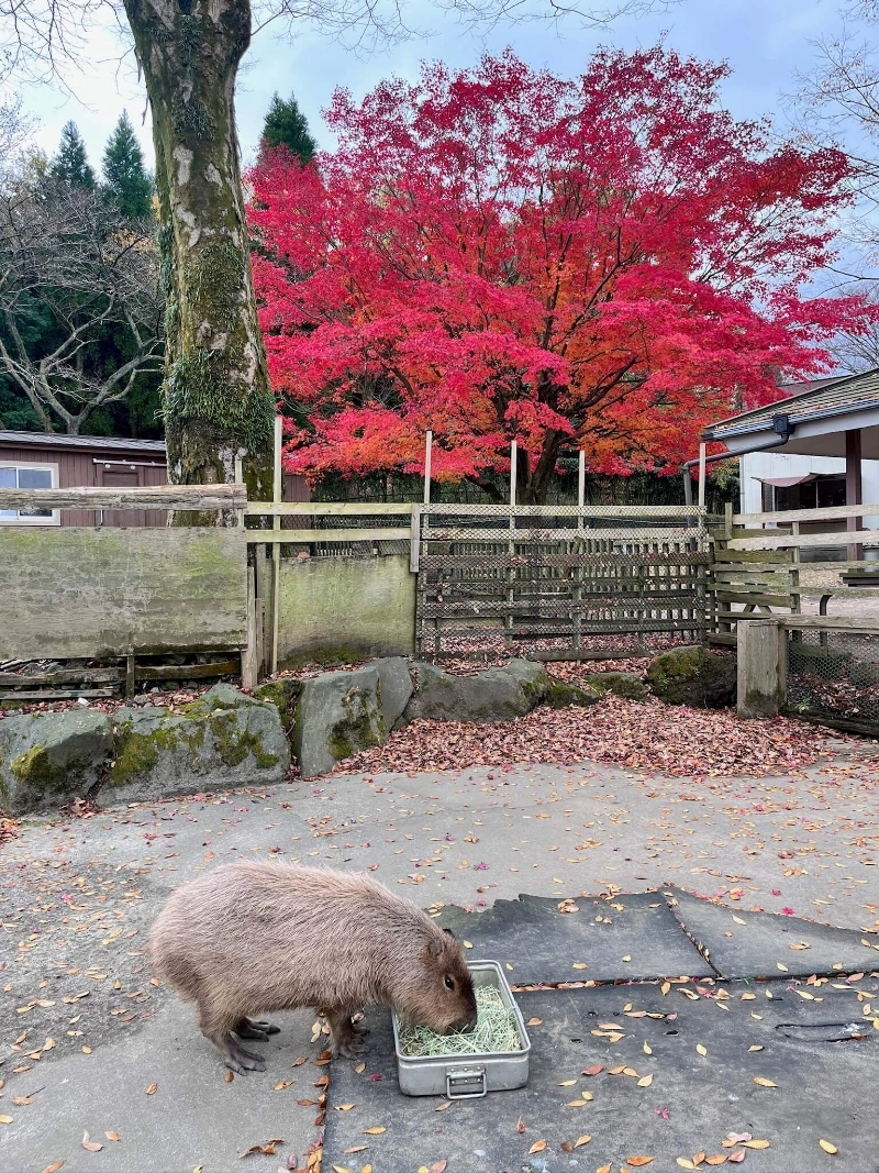 一隻水豚跟超紅的楓樹