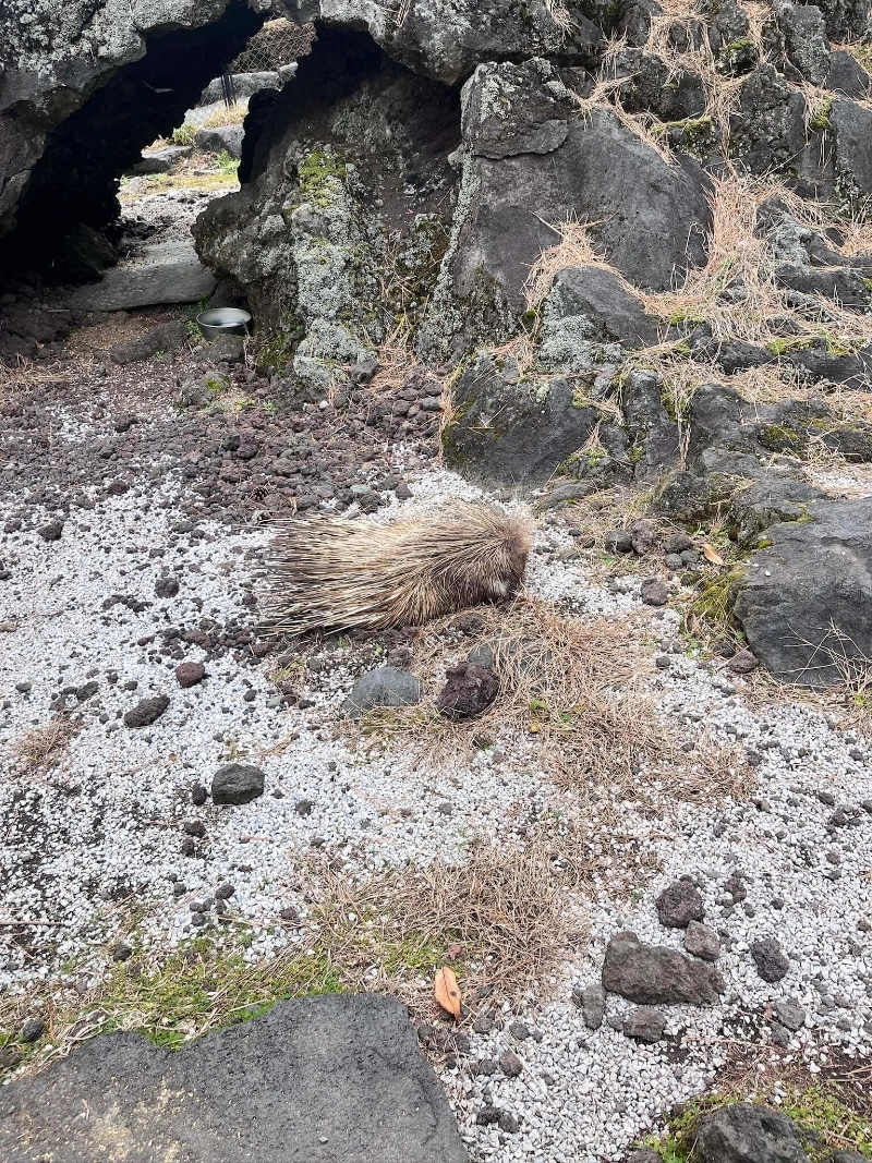 刺刺的一坨東西