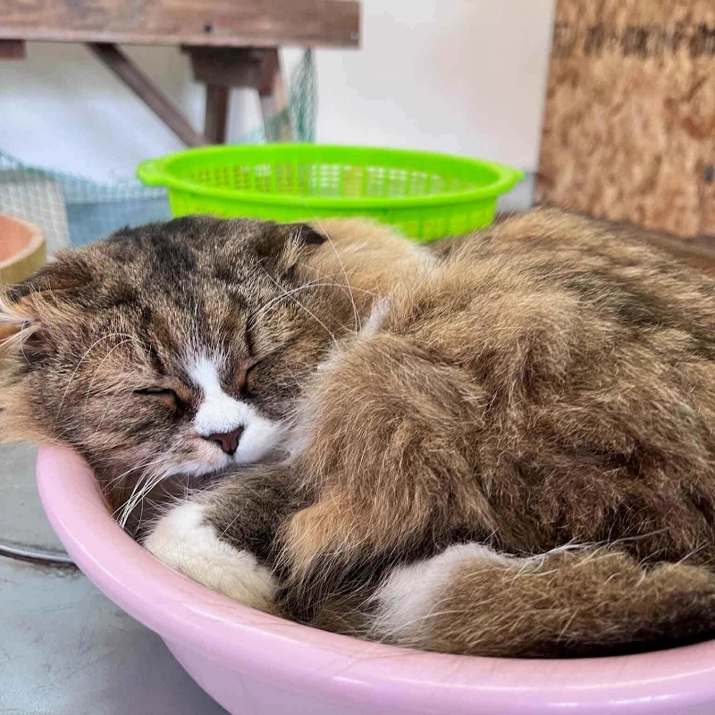 一隻貓咪再睡覺