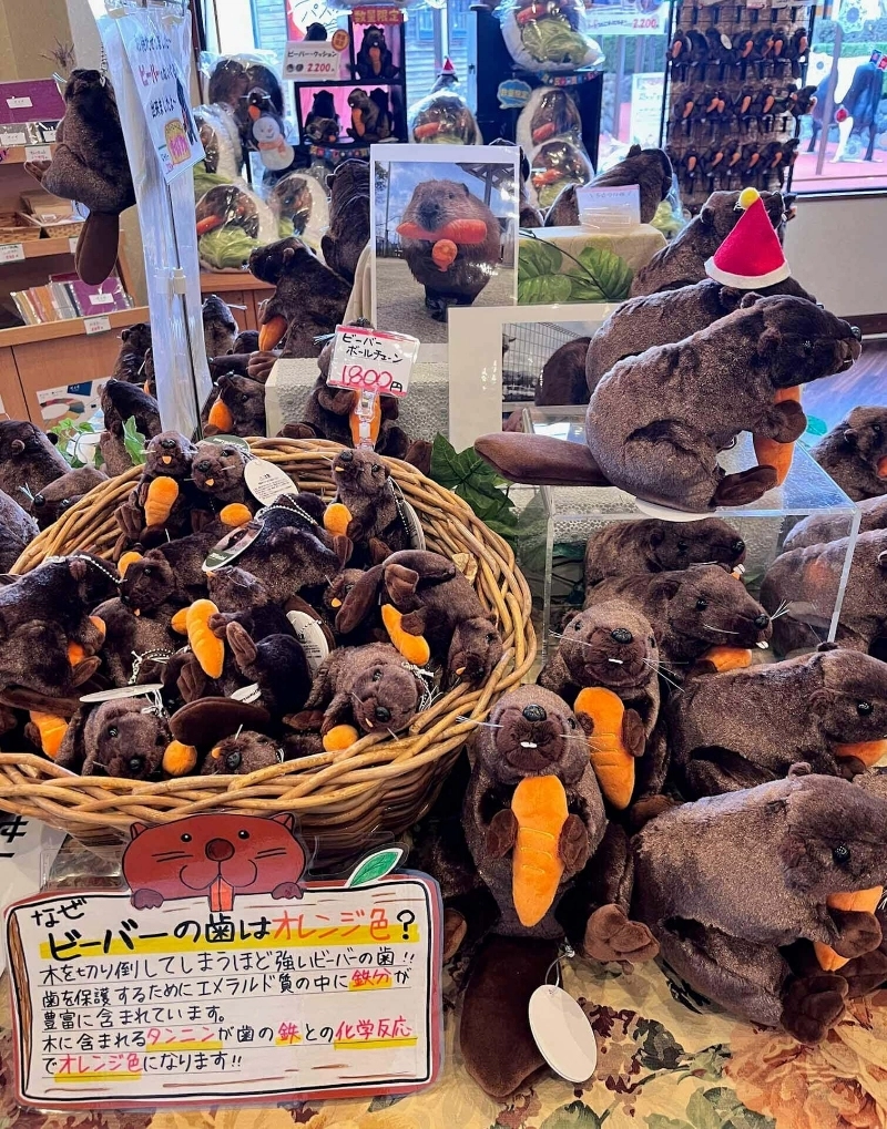 一大堆河狸娃娃