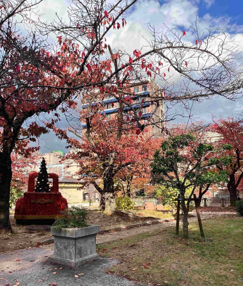 天神中央公園的楓葉