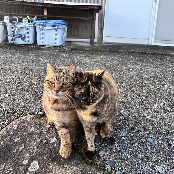 相島的貓咪 3